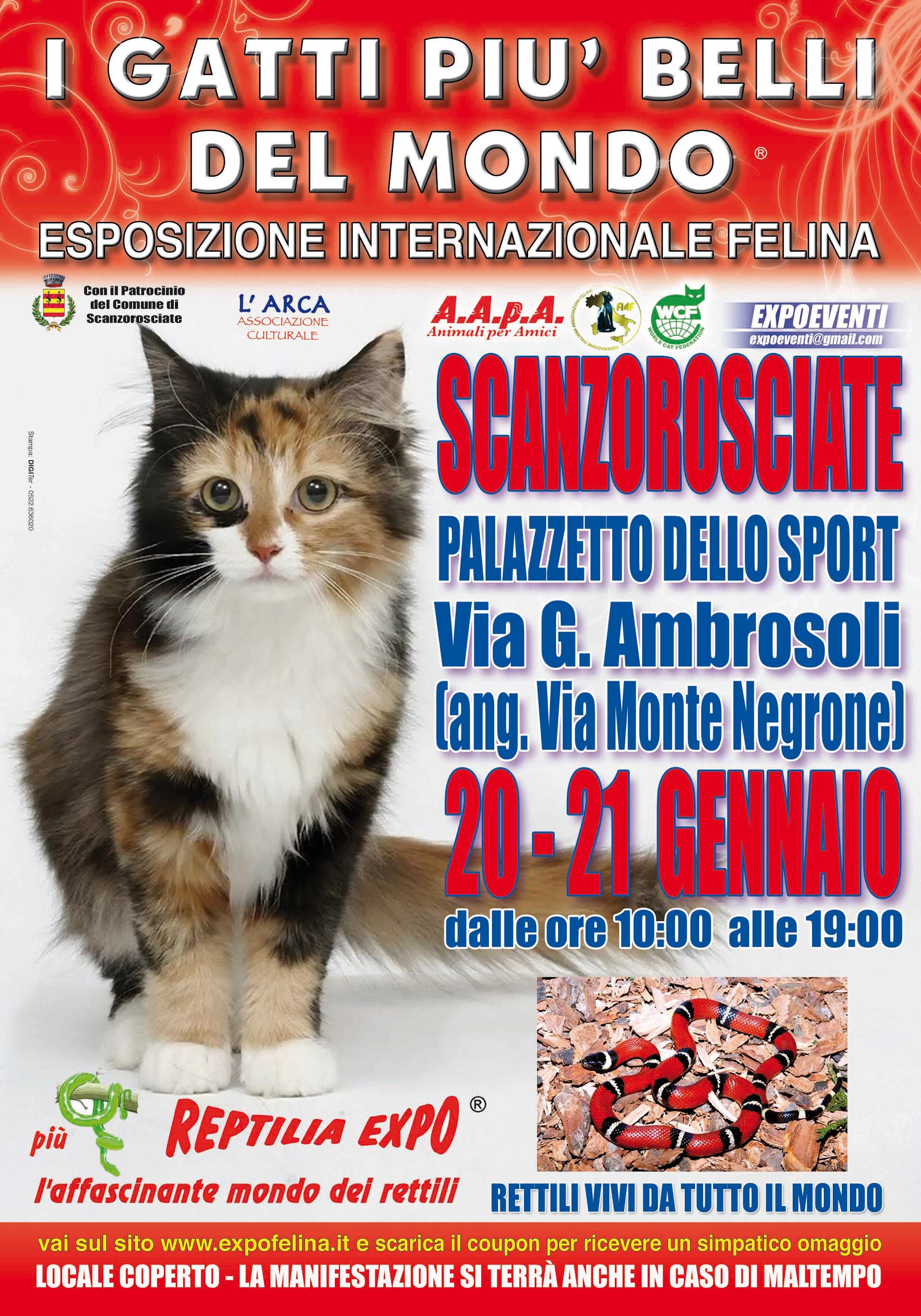 I Gatti Più Belli del Mondo al Palazzetto dello Sport di Scanzorosciate (Bergamo)
